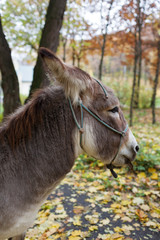 Cute donkey at natural park,enjoying nice weather,life is good