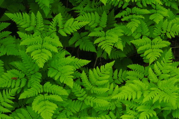 macro Photo of green fern petals. Fern on the background of green plants.