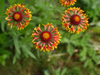 red-yellow flower gaillardia with bright heads close to