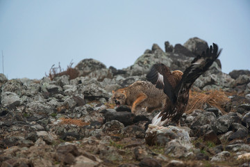 Wild fighting eagle and jackal.