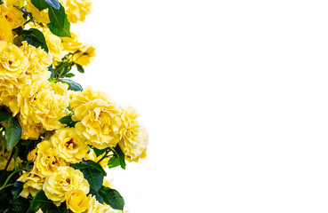 Beautiful roses isolated on white background.