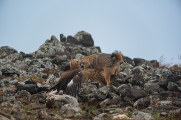 Wild fighting eagle and jackal.