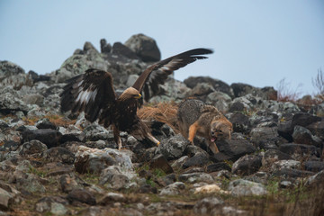 Wild fighting eagle and jackal.