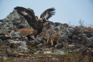 Wild fighting eagle and jackal.