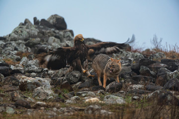 Wild fighting eagle and jackal.