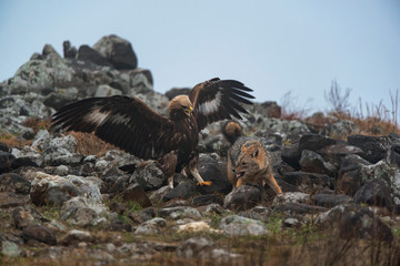 Wild fighting eagle and jackal.