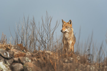Wolf in the wild nature