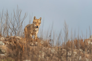 Wolf in the wild nature