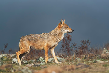 Wolf in the wild nature