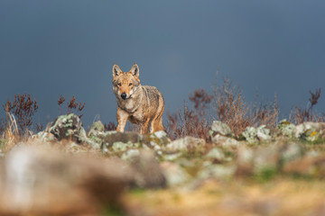 Wolf in the wild nature