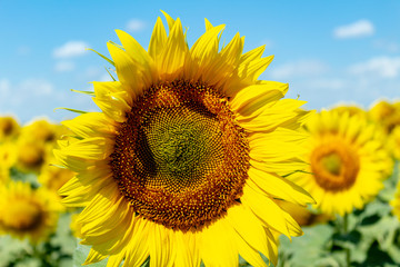 Sunflowers on the blue sky background agriculture farming rural economy agronomy concept