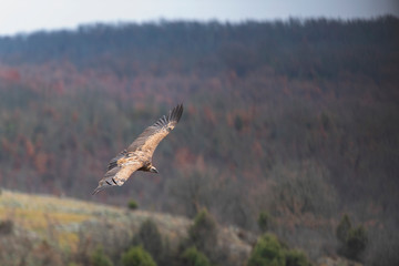 Flying vulture over the mountain land