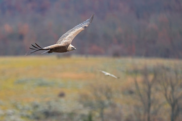 Flying vulture over the mountain land