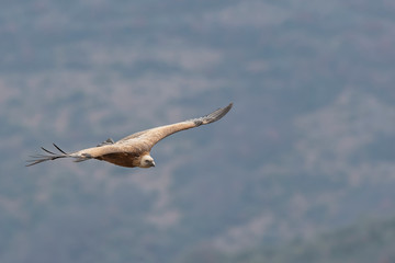 Flying vulture over the mountain land