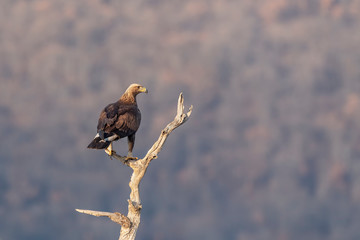 Eagle on branch