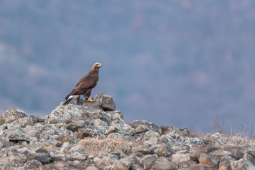Eagle in mountains