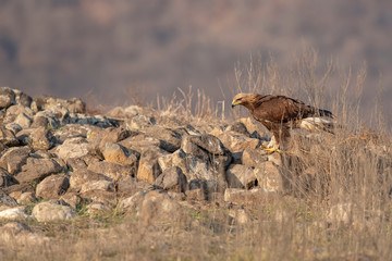 Eagle in mountains