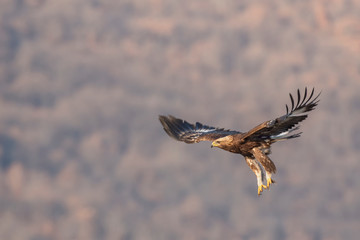 Eagle in flight