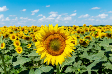 Sunflowers on the blue sky background agriculture farming rural economy agronomy concept