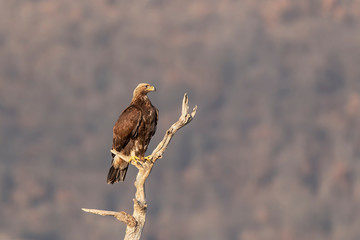 Eagle on branch
