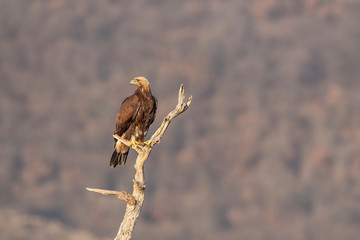Eagle on branch