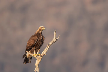Eagle on branch