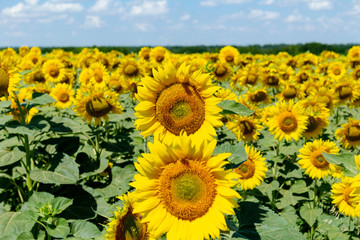 Sunflowers on the blue sky background agriculture farming rural economy agronomy concept