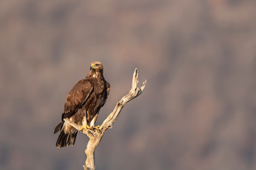 Eagle on branch