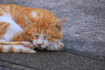 地べたで寝る茶トラの猫