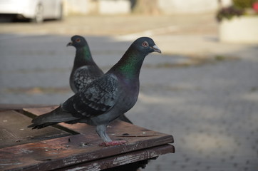 gołąb, ptactwo, gołąb, zwierzak, charakter, pierze, dzika natura, ptactwo, grej, gołąb, grej, gród, belfer, izolowany, pierze, park, opoka, skrzydła, skrzydła, zieleń, biała, zwierzak, fruwać, dzika, 