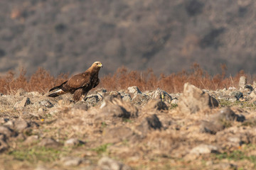 Eagle in mountains