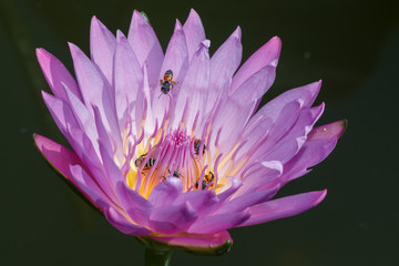 Bees takes nectar from the beautiful purple waterlily or lotus flower. Macro picture of bee and the flower.