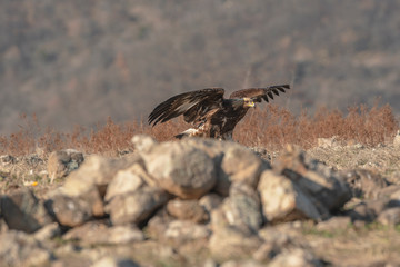 Eagle in mountains
