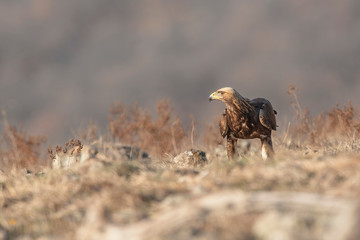 Eagle in mountains