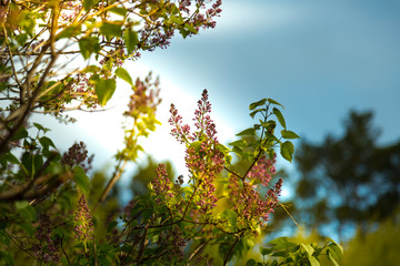 Large blooming lilac bush in early spring