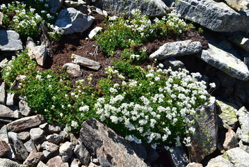 Little flowers in rocky mountain