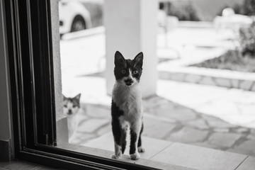 Black and white photo of stray cats. One kitten spies or looks into the house through the window. Homeless cats