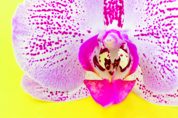 Orchid. Close-up of Orchid flower on bright yellow background. Horizontal photography