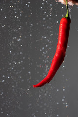 Red chili pepper in human hand.