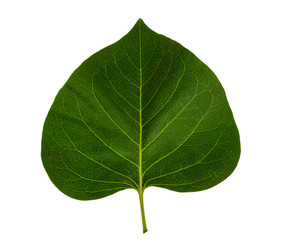 leaf or plant leaf Isolated on white background. Green leaf or green leaves on white background.