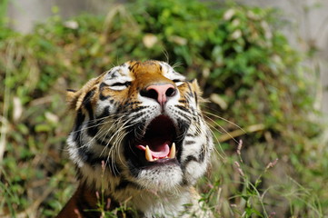 大アクビのトラ