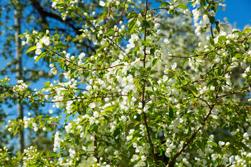 A large flowering apple tree with white flowers