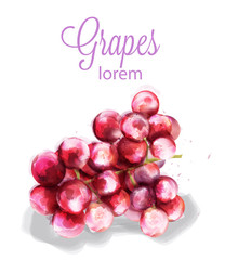 Grapes Vector watercolor. Summer fruits icon. label templates