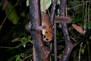 Night Portrait of the brown mouse lemur Microcebus rufus aka eastern rufous or russet in Ranomafana, Fianarantsoa, madagascar