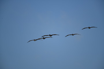 Pelicans flying in the blue sky