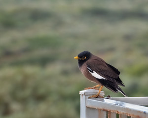 Common myna, mynah, Acridotheres tristis with the brown body, black hooded head and the bare yellow patch behind the eye. Nature Wildlife concept