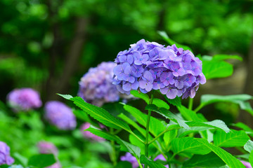 Fototapeta premium Ajisai blooming in spring and summer