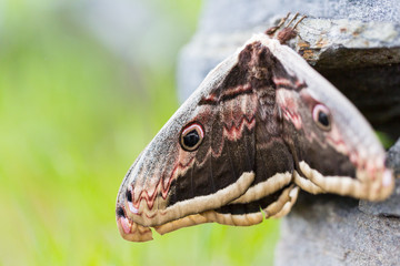 close-up two Viennese emperor (saturnia pyri) butterflies
