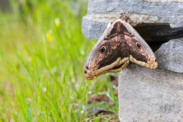 giant emperor peacock moth  (saturnia pyri) on stone wall