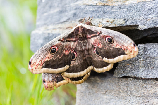 close-up two large emperor moths (saturnia pyri) butterflies